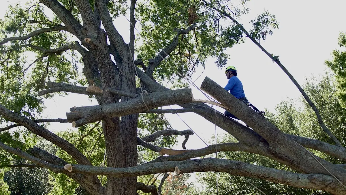 Professional Crown Thinning performed by certified arborists in Riverdale